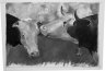 http://www.lynchsferry.com/uploads/images/F06/wright/thumb_cows_bw.jpg
