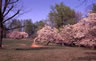 http://www.lynchsferry.com/uploads/images/F07/riversidepark/thumb_Riverside_park_pear_trees.jpg